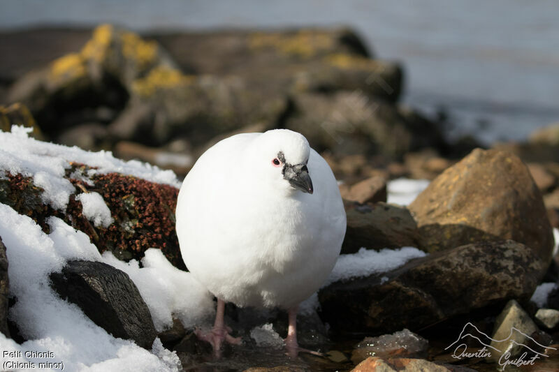 Black-faced Sheathbill