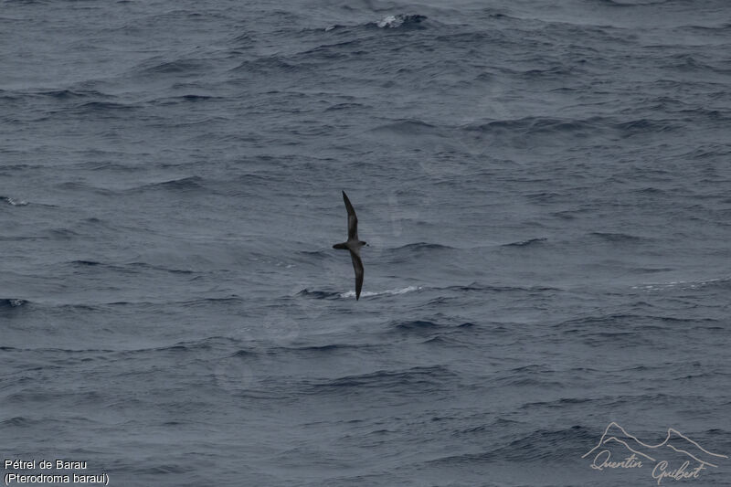 Barau's Petrel