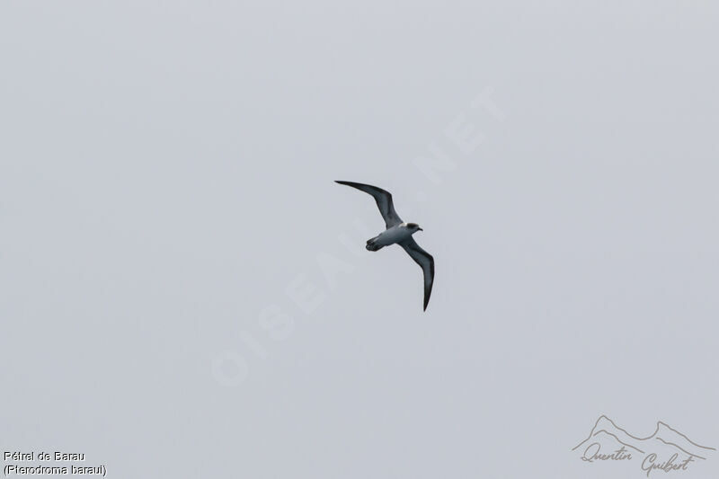 Barau's Petrel, identification, Flight