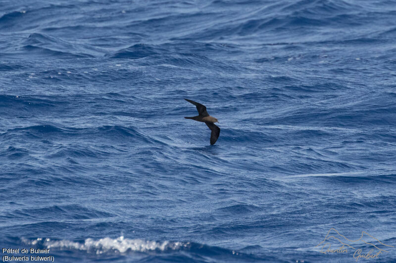 Bulwer's Petrel