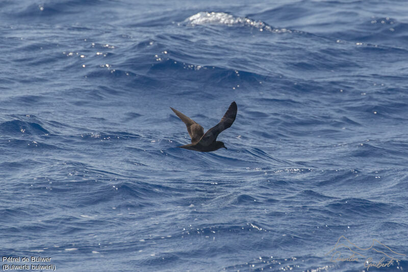 Pétrel de Bulwer, identification, Vol