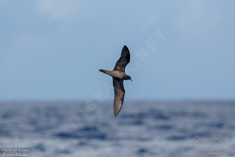 Bulwer's Petrel