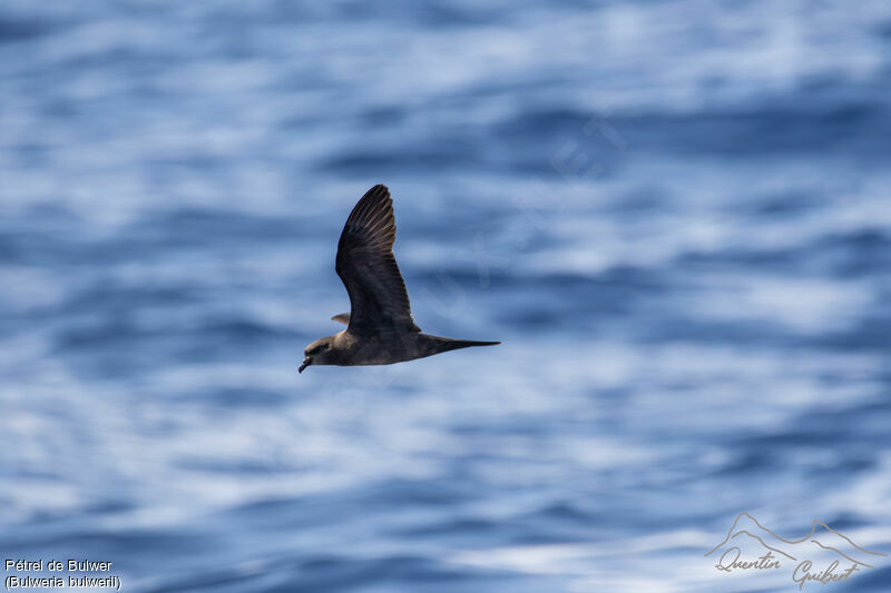 Bulwer's Petrel