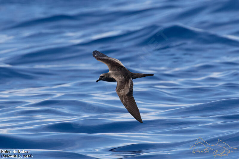 Bulwer's Petrel, identification, Flight