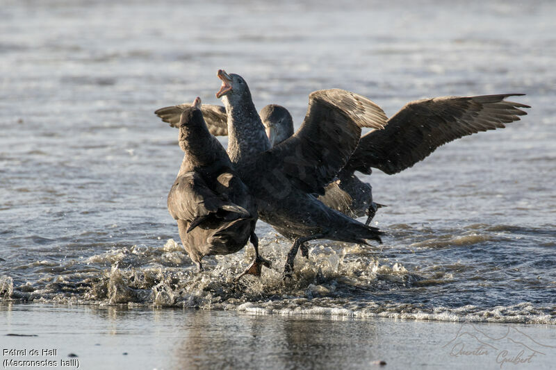 Northern Giant Petrel