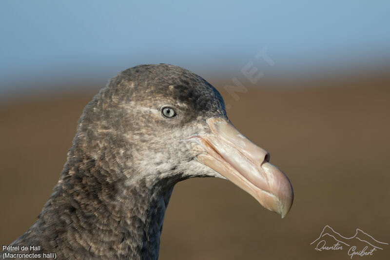 Northern Giant Petrel