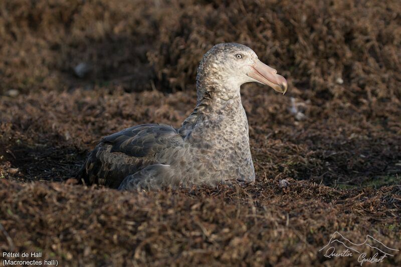 Northern Giant Petrel