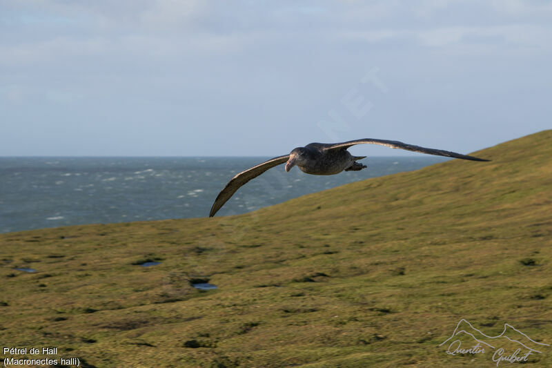 Northern Giant Petrel