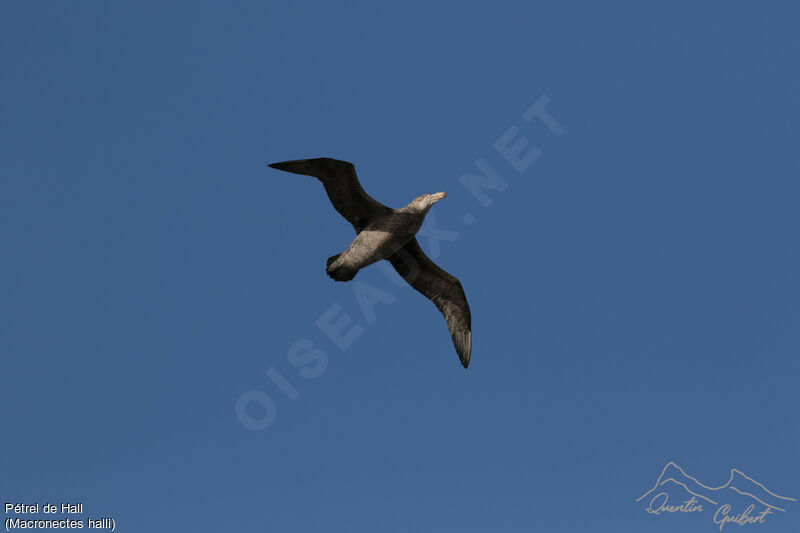 Northern Giant Petrel