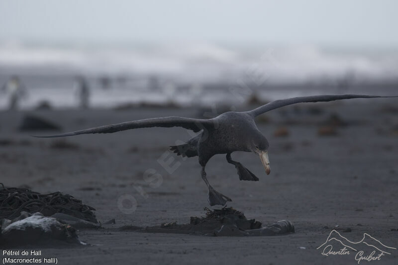 Northern Giant Petrel