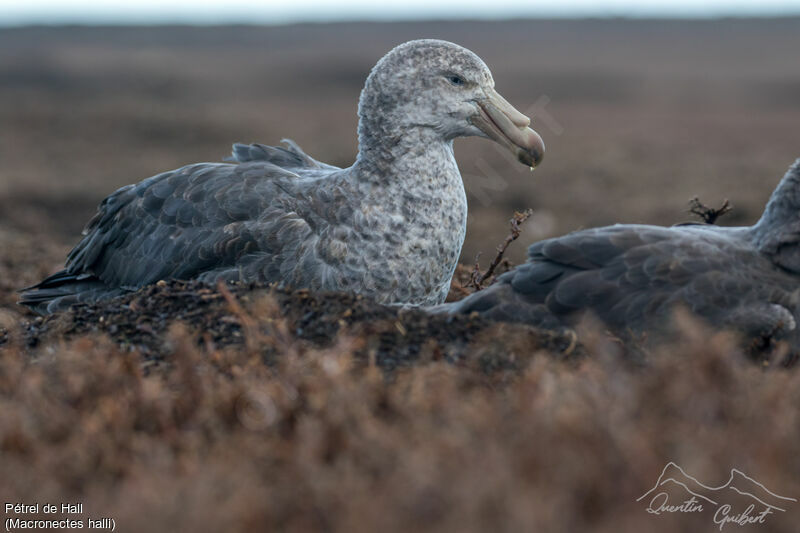 Northern Giant Petrel