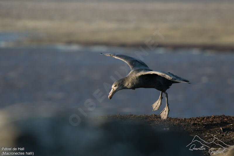 Northern Giant Petreladult, identification