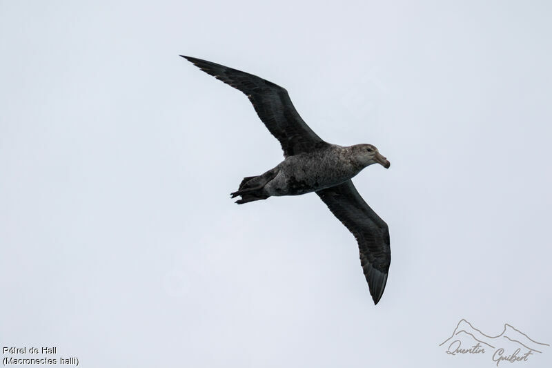 Northern Giant Petrel