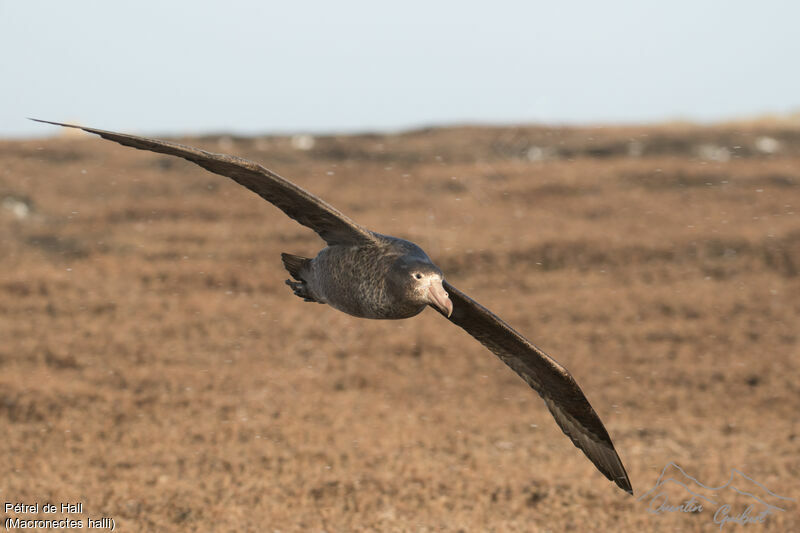 Northern Giant Petrel