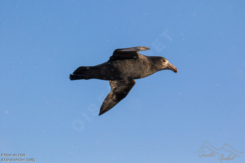 Northern Giant Petrel