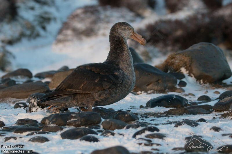 Northern Giant Petrel