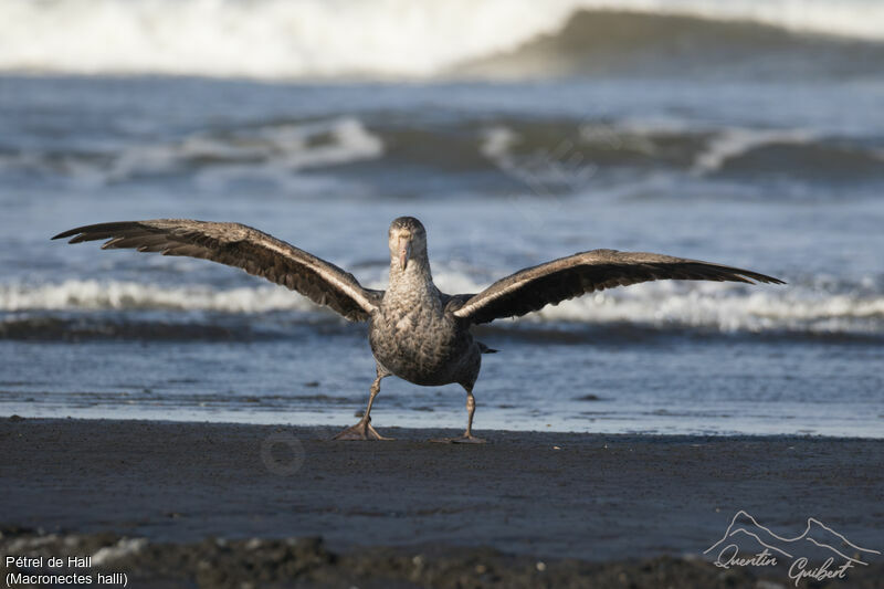 Northern Giant Petrel