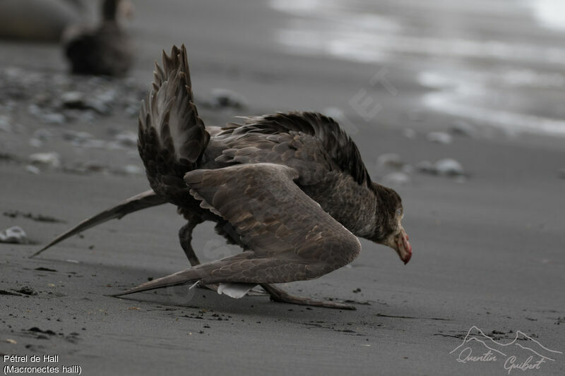 Northern Giant Petrel