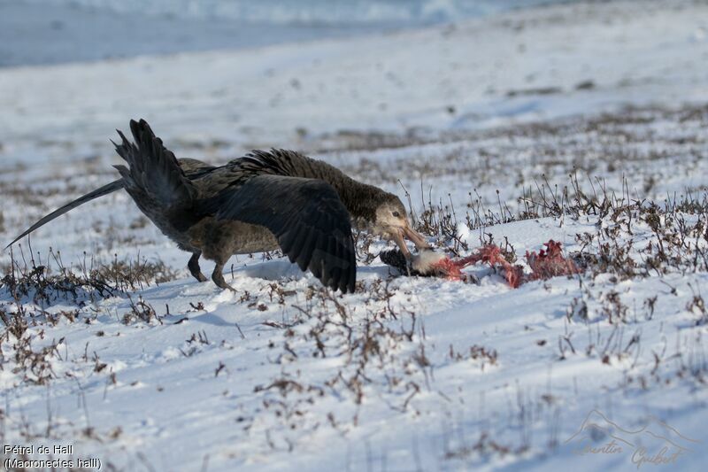 Northern Giant Petrel