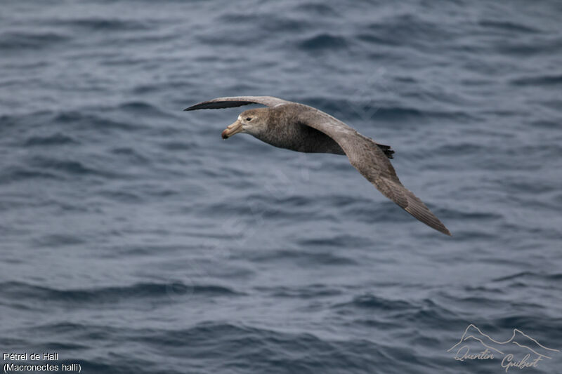 Northern Giant Petrel