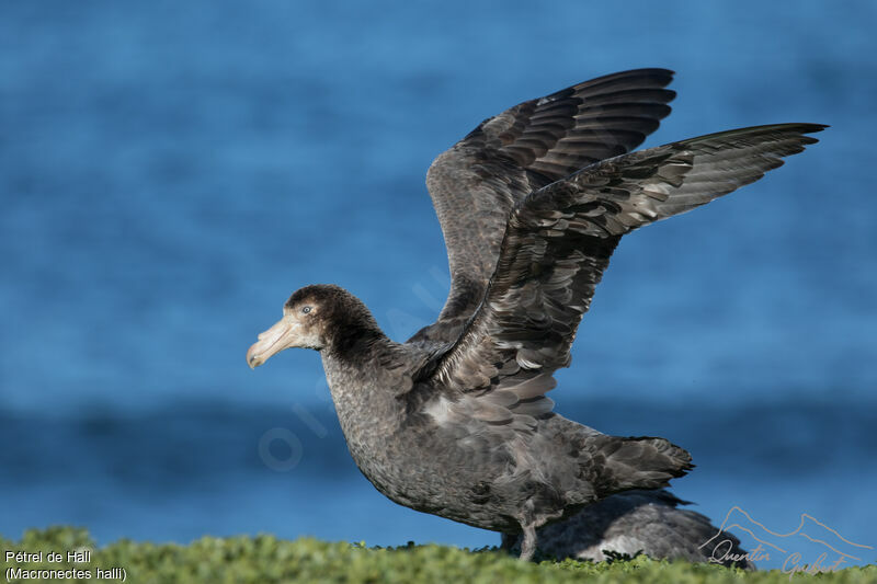 Northern Giant Petrel