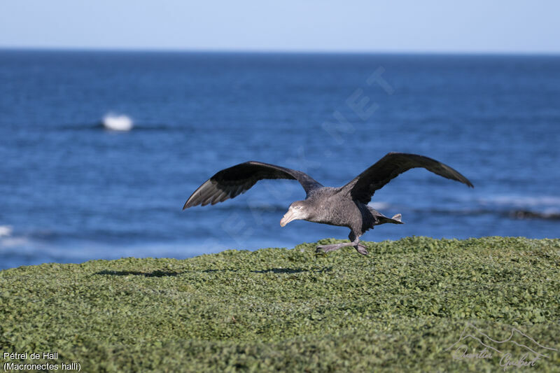 Northern Giant Petrel