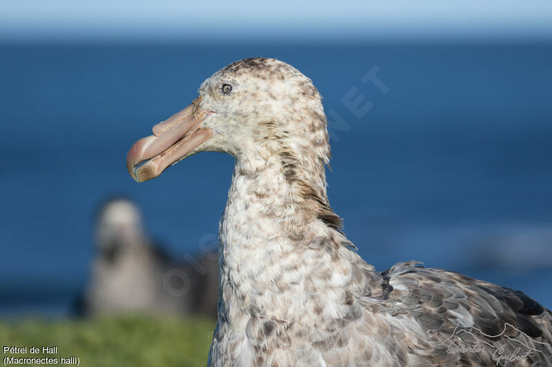 Northern Giant Petrel