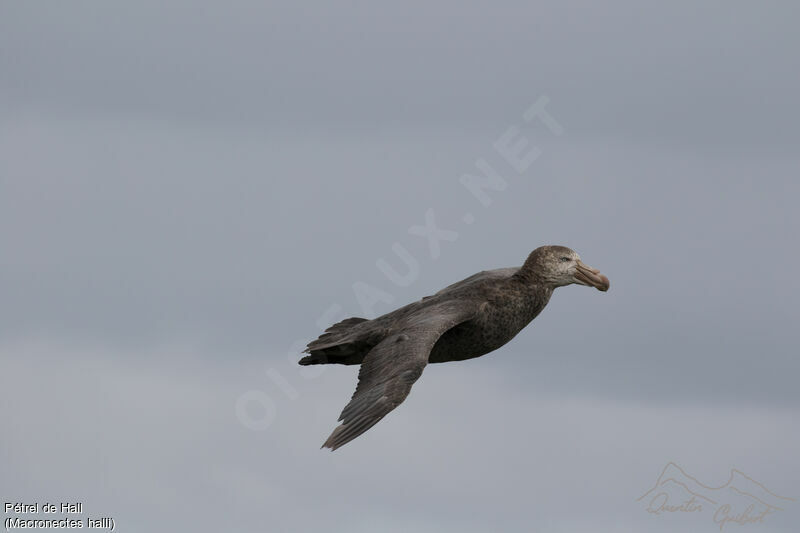 Northern Giant Petrel