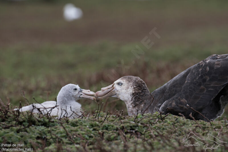 Northern Giant Petrel