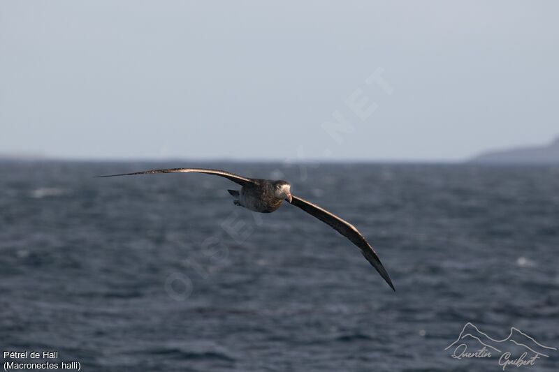 Pétrel de Halladulte, identification, Vol