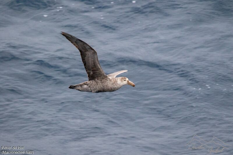 Northern Giant Petrel