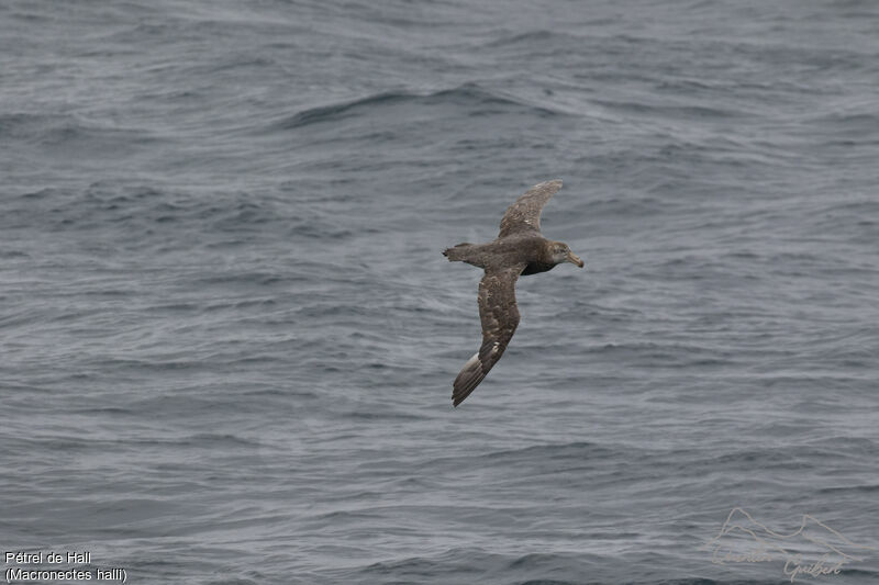 Northern Giant Petrel, identification, Flight