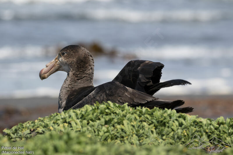 Northern Giant Petrel