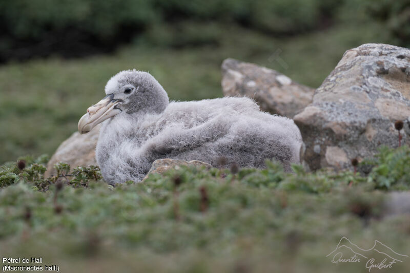 Northern Giant Petrel