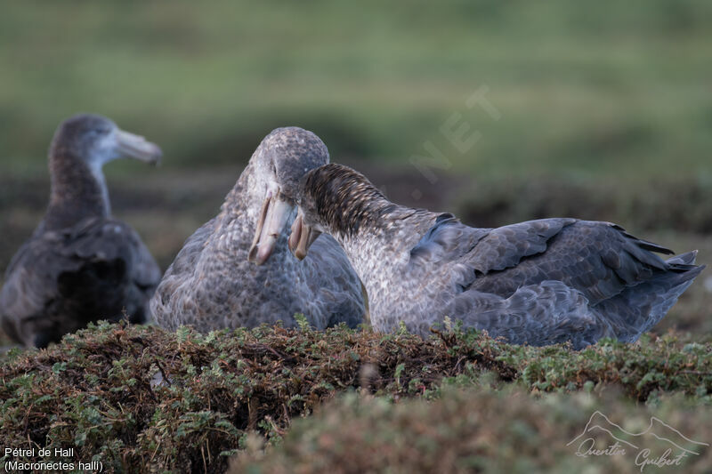 Northern Giant Petrel