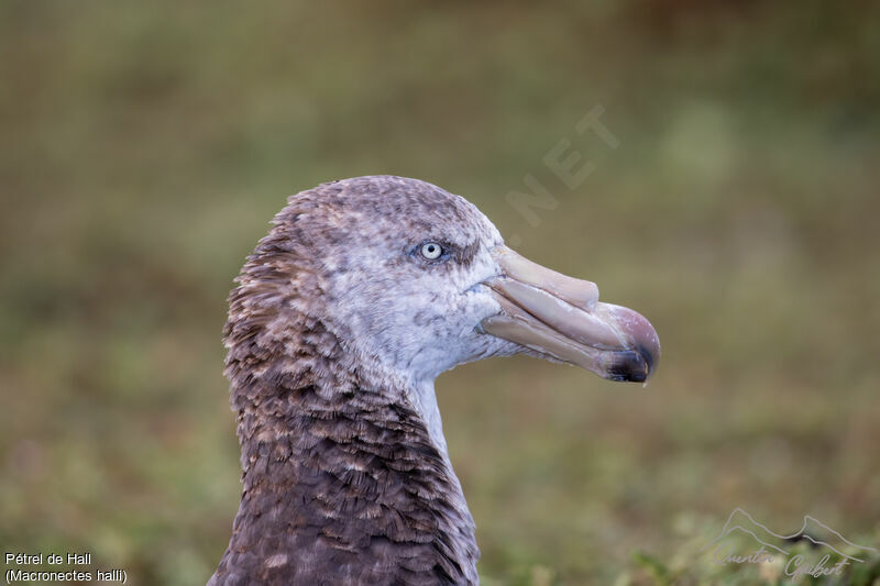 Northern Giant Petrel