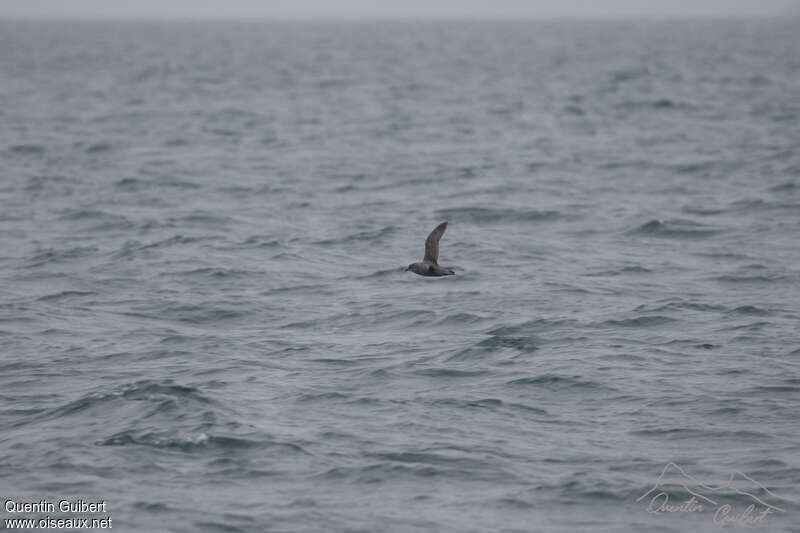 Kerguelen Petrel