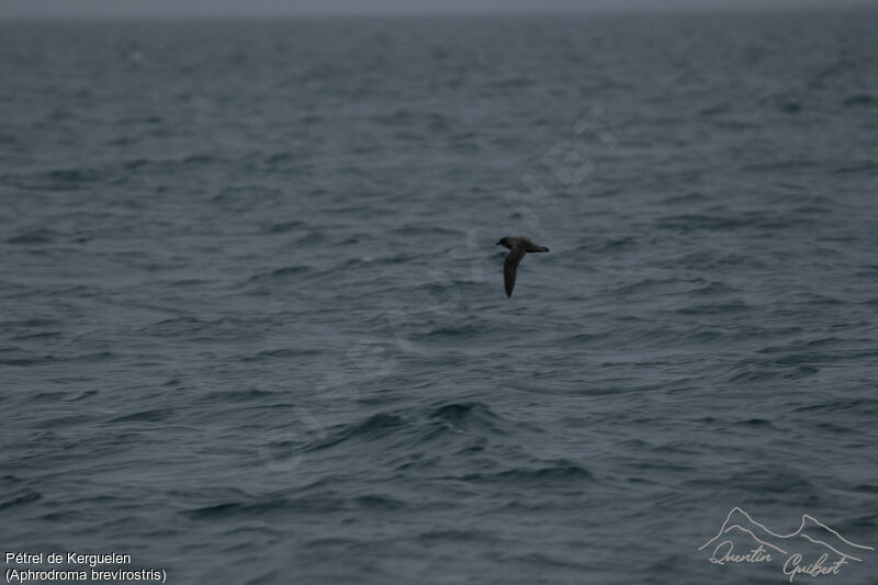 Kerguelen Petrel