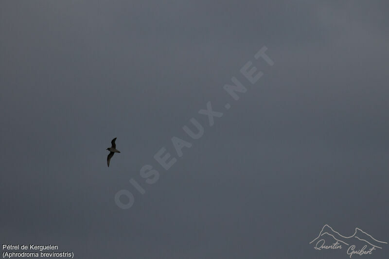 Kerguelen Petrel