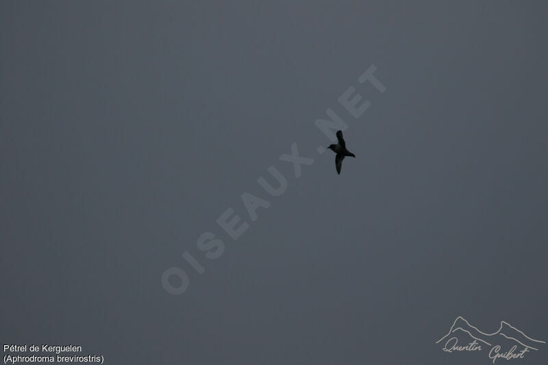 Kerguelen Petrel, identification, Flight