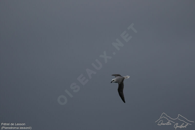 White-headed Petreladult, identification, Flight