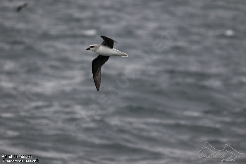 White-headed Petrel