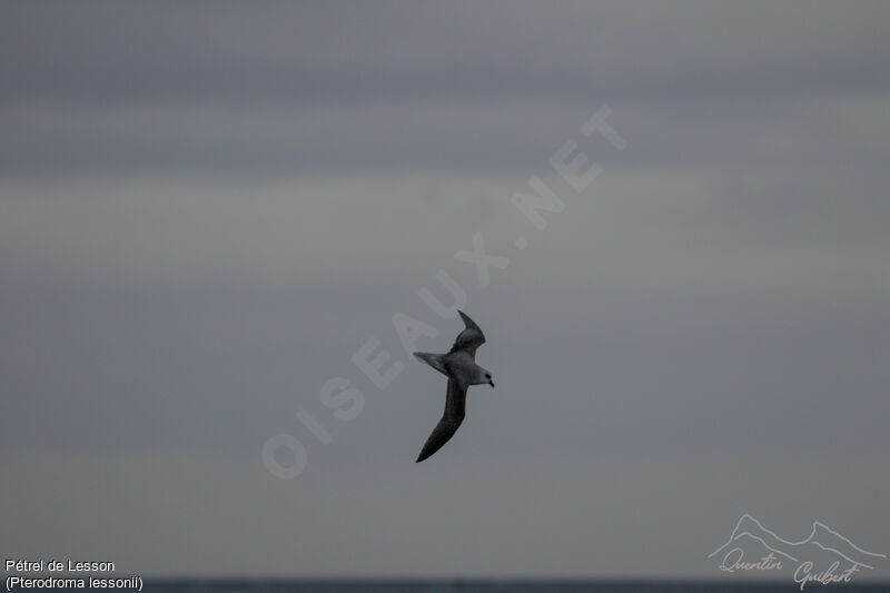 White-headed Petrel