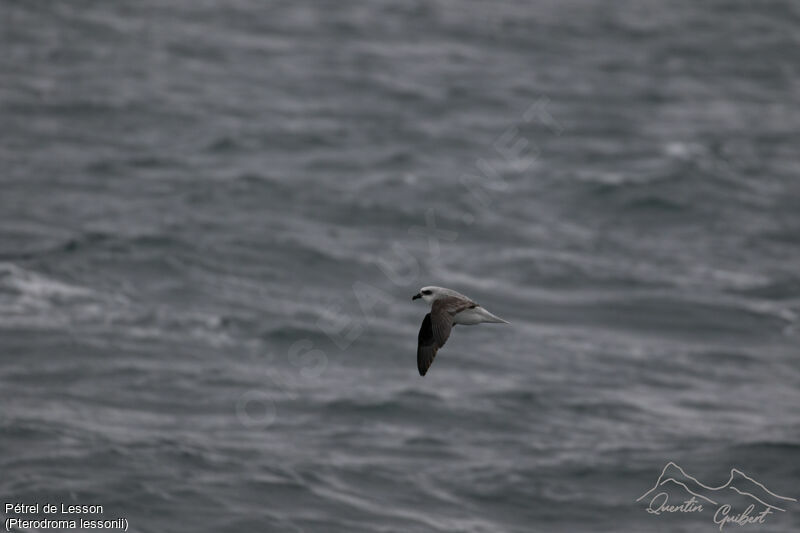 White-headed Petrel