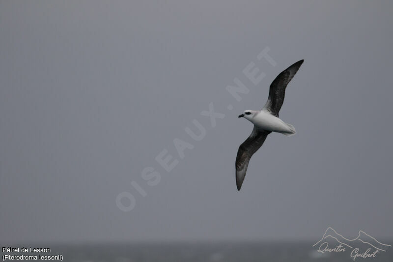 White-headed Petrel