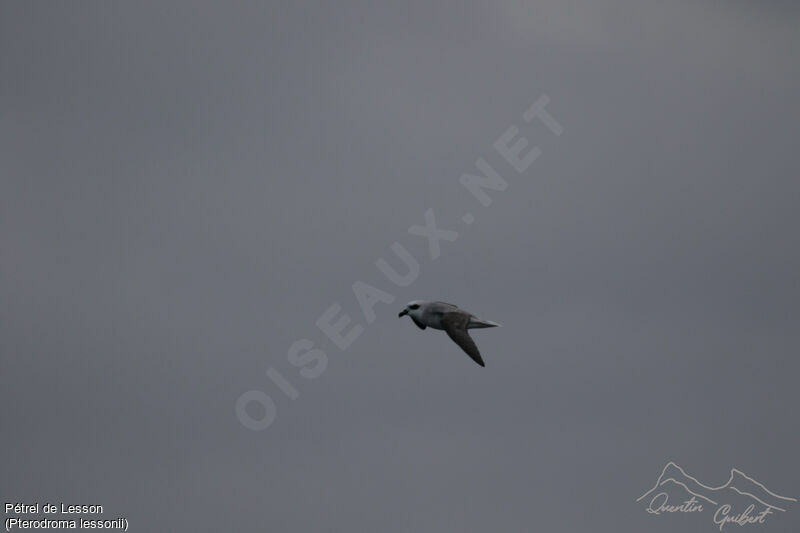 White-headed Petrel