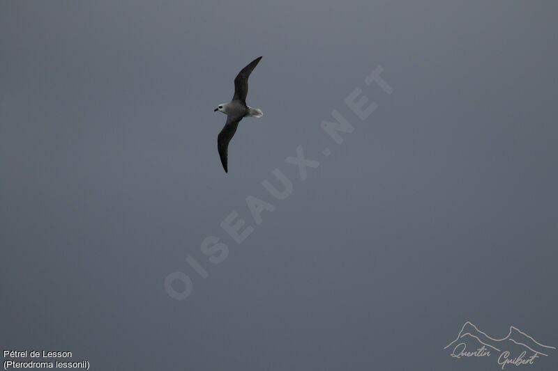 White-headed Petrel