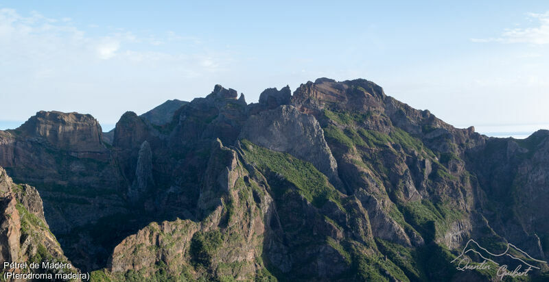 Pétrel de Madère, habitat