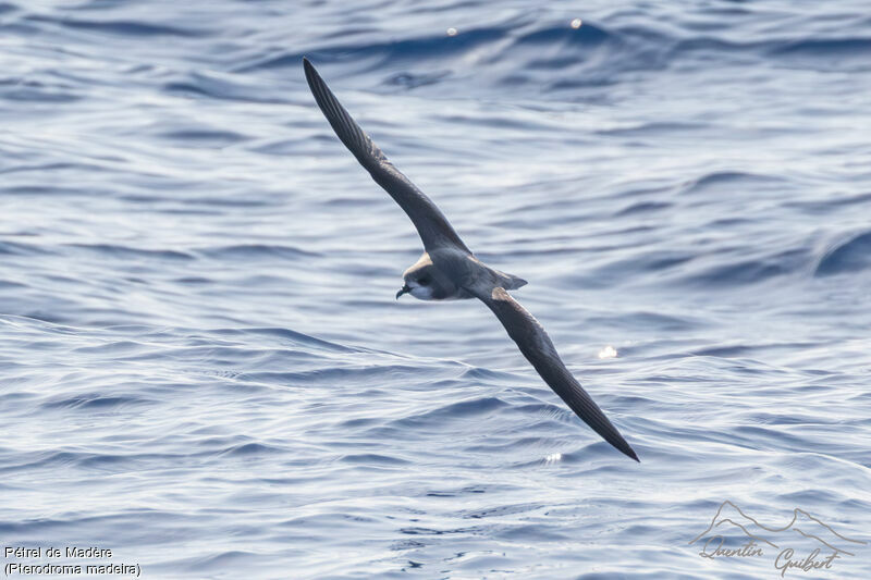 Zino's Petrel