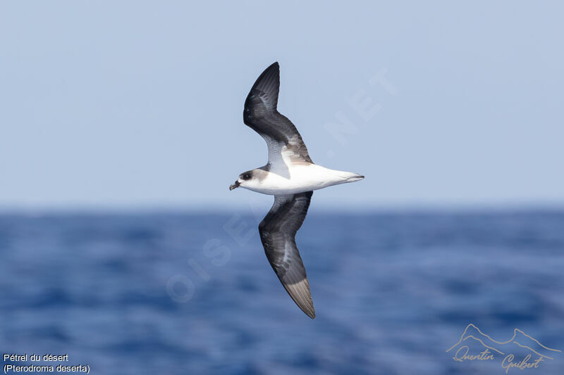 Desertas Petrel